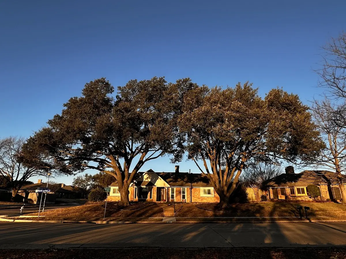 Established residential canopy tree shading a home in Lockwood